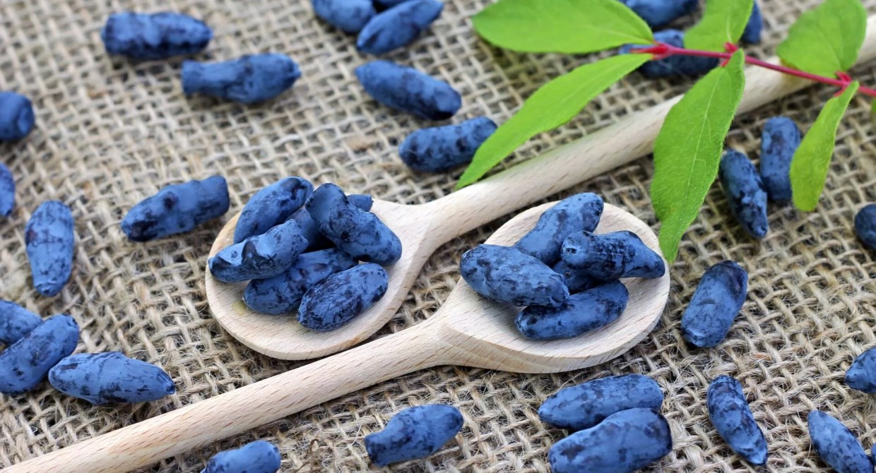 Готовьте жимолость летом: всего 3 шага отделяют вас от богатого урожая в следующем сезоне — позаботьтесь о растении прямо сейчас