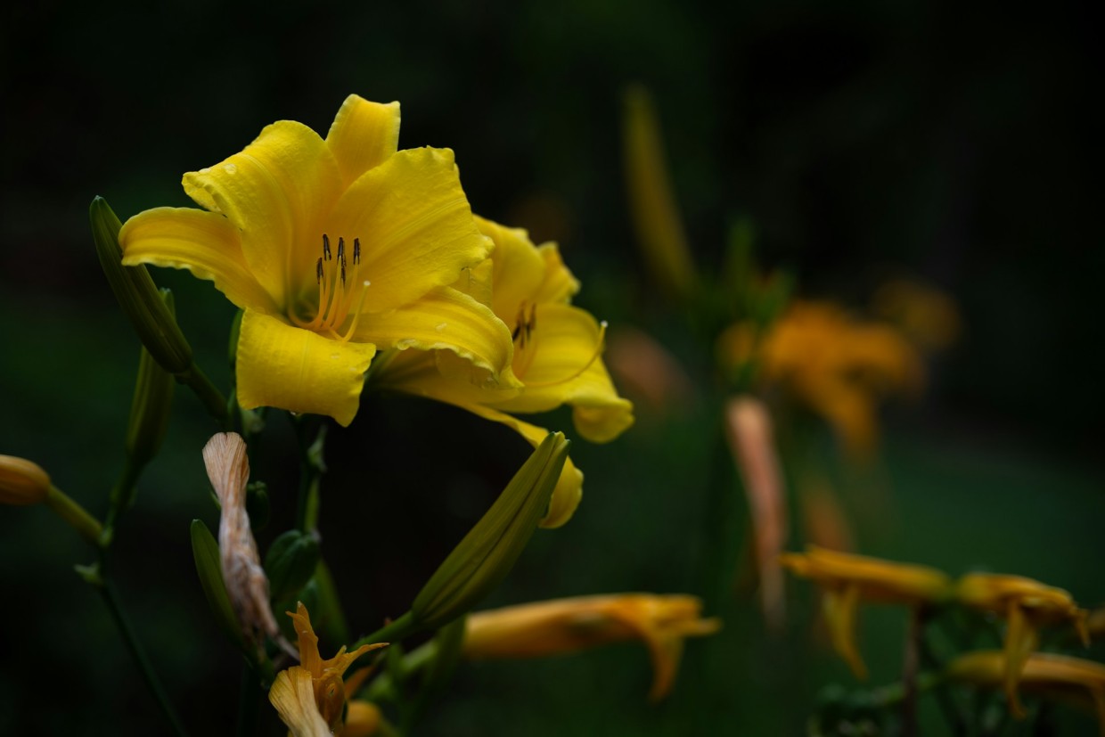 SOS, мошки атакуют цветы: умные садоводы знают секрет, как избавиться от вредителей — целых 3 рабочих способа