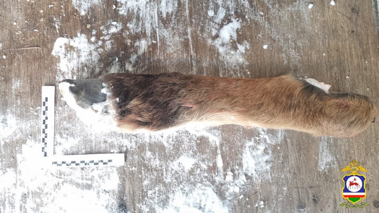 В Якутии директор и бизнесмен подстрелили и разделали чужую кобылу на "волчьей" охоте