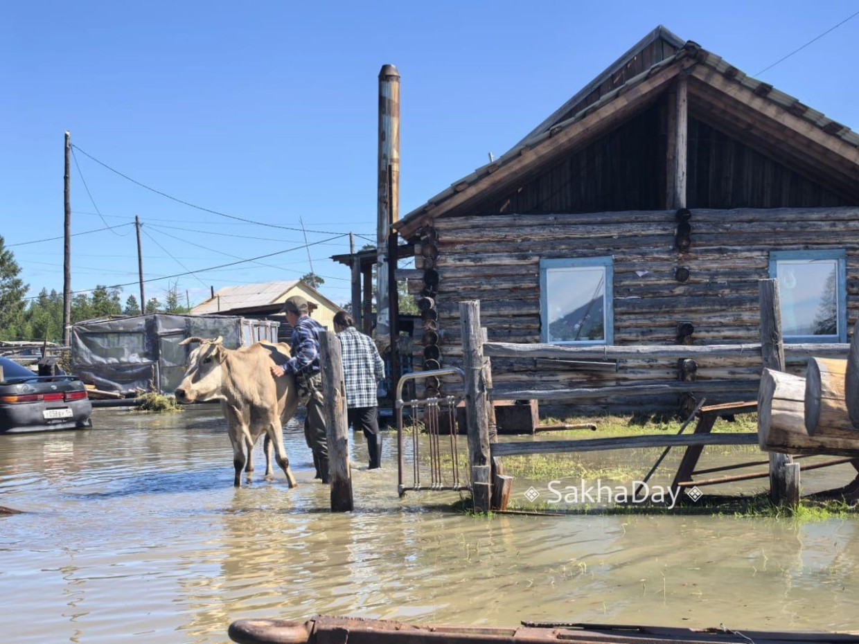 Оймяконцы переживают – сенокоса нынче не будет, как перезимует скот