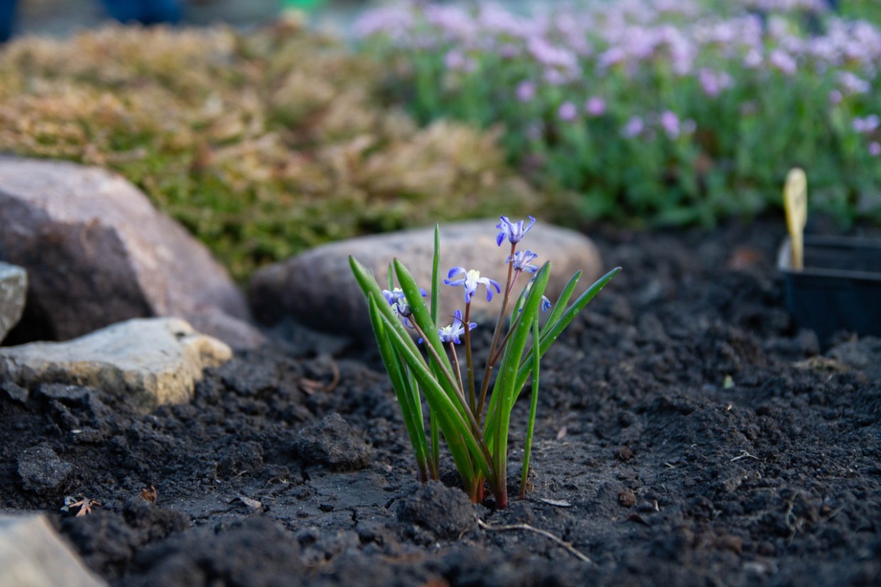 С такими бордюрами клумбы в безопасности — секретный лайфхак из СССР, о котором никто не помнит