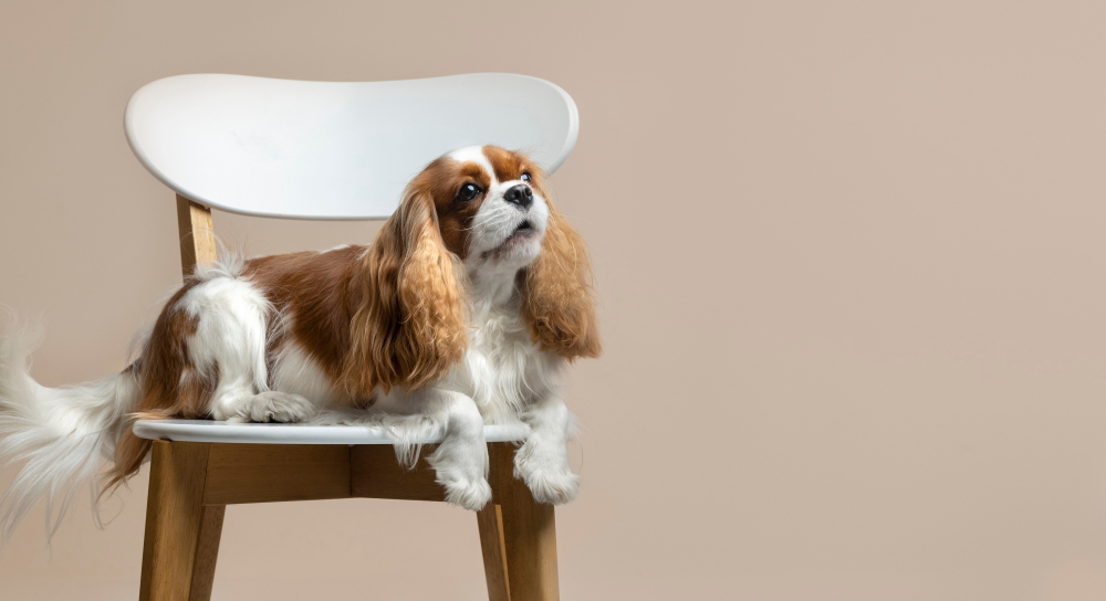 Лучший друг в квартире — 7 пород собак, которым хорошо живется даже в маленькой однушке