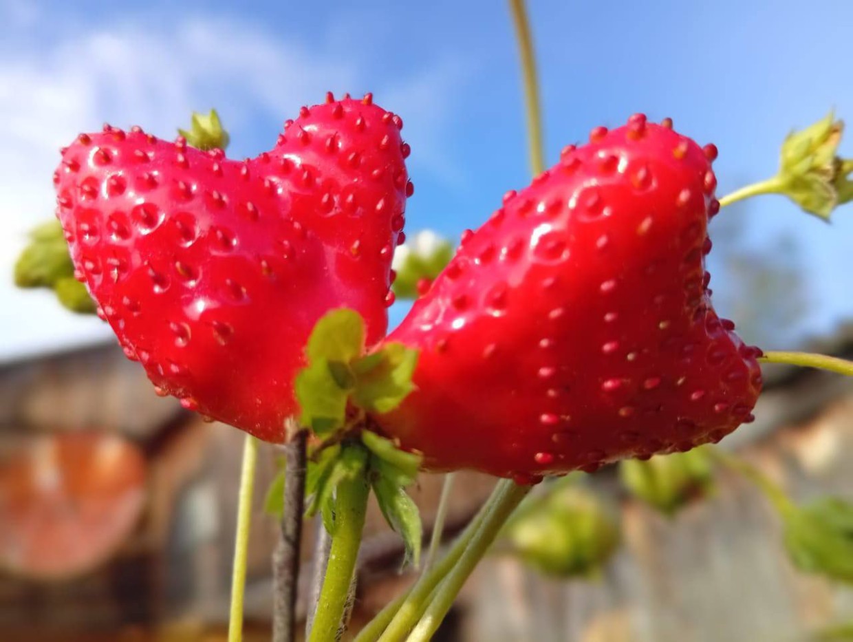 В День семьи, любви и верности сорвали клубнику в форме сердца