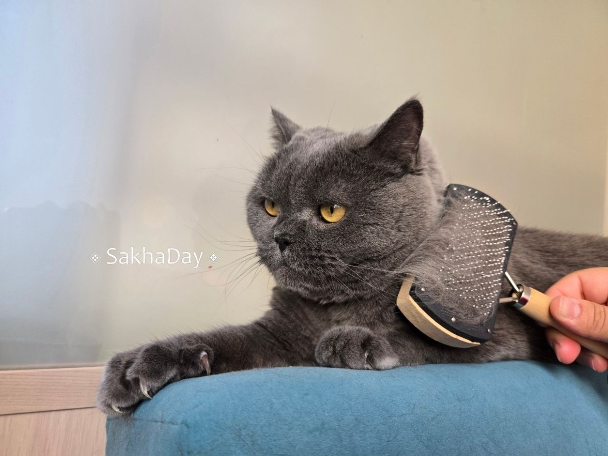 В России спрос на специалистов по уходу за питомцами вырос почти в 3 раза. Какие услуги предлагают в Якутске?