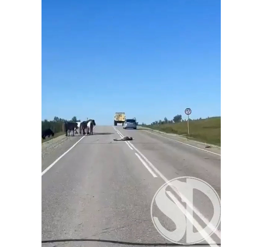 Сбил лошадей и скрылся: в Якутии водитель сбежал с места ДТП и оказал сопротивление сотрудникам ГАИ