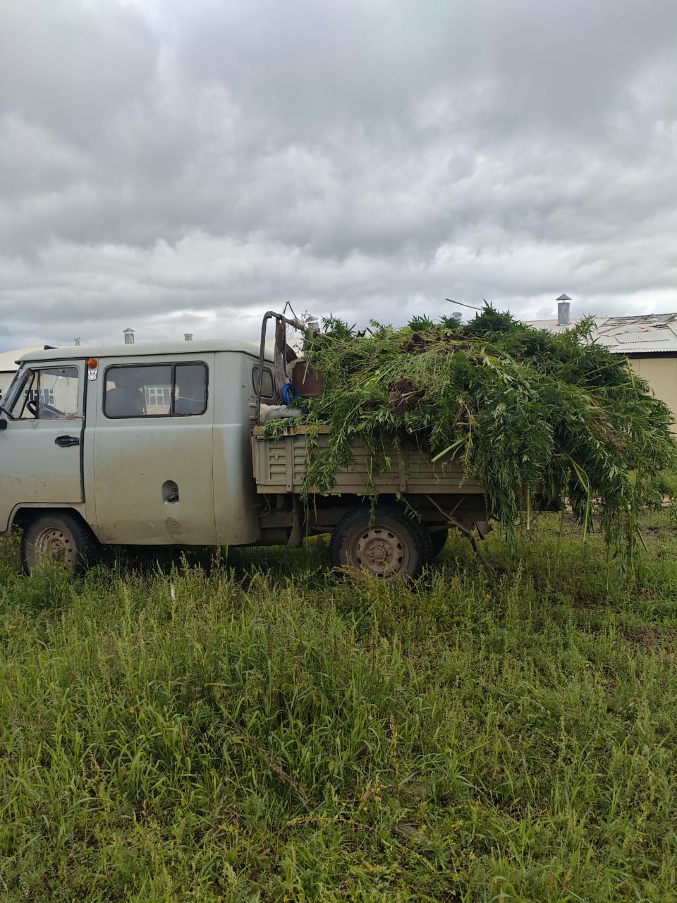 В Якутии уничтожено 1,8 тонны дикорастущей конопли в ходе II этапа операции «Мак-2025»