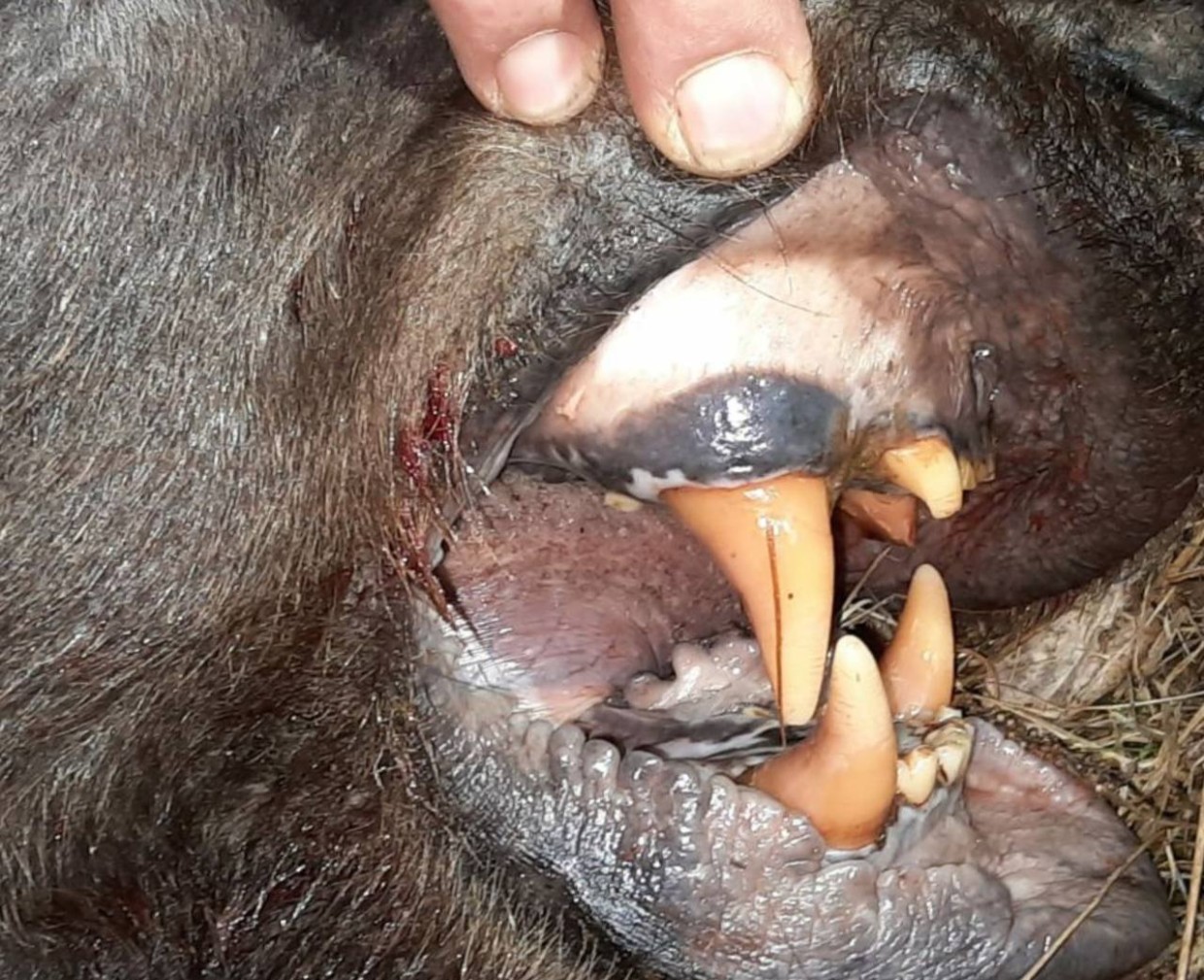 Подробности трагедии в Среднеколымском районе: медведь пробрался в избушку и напал на рыбака