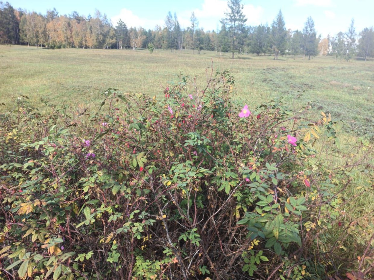 Народный прогноз: осень в Якутии будет длинной