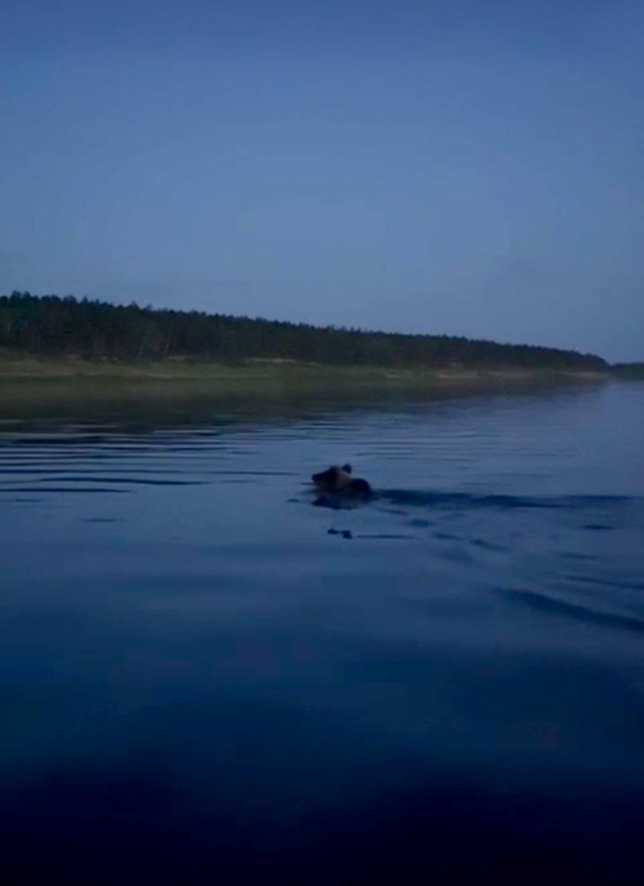 В Нюрбинском районе вновь замечен медведь