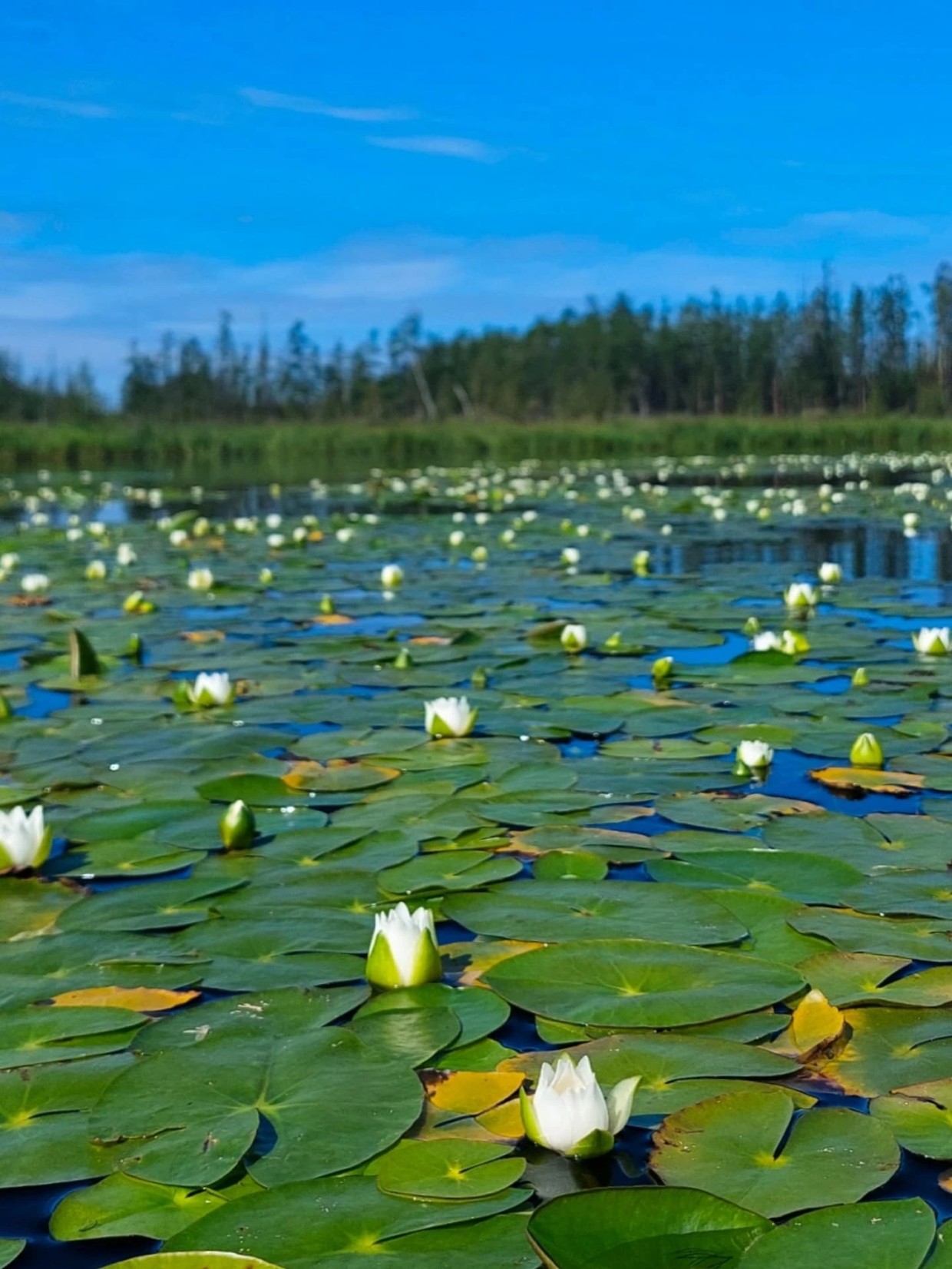 Фотофакт: Белый лотос по-якутски