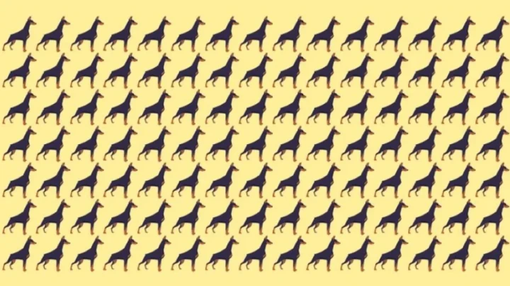 Тест на «зоркость»: найдите уникальную собаку на этой головоломке — справитесь за 20 секунд?