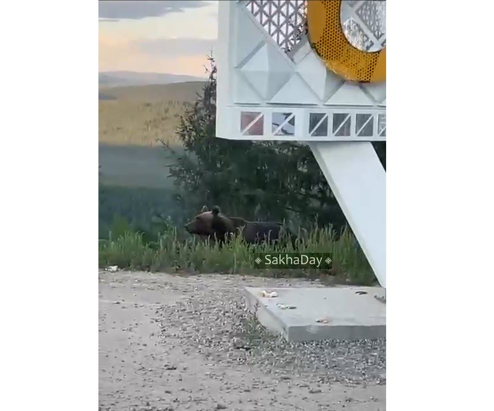 "А все из-за оладушек!". Якутянка рассказала, как "чуть не стала ужином медведя"