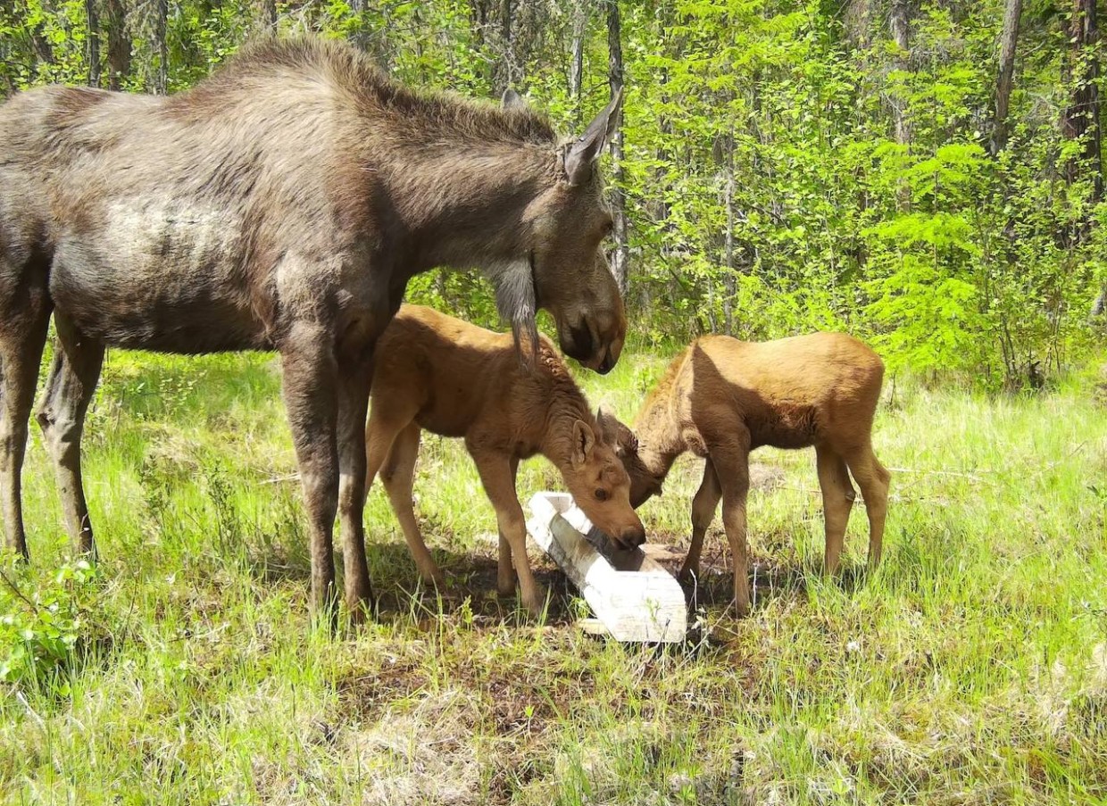 Охота на справедливость: почему ученые получают больше квот, чем охотники Якутии?