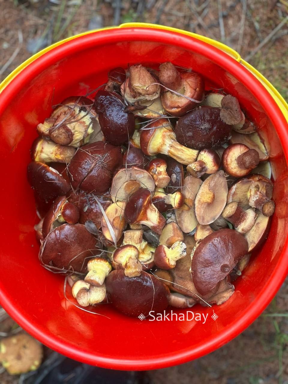 Якутяне в погоне за грибами забывают про опасное заболевание – ботулизм