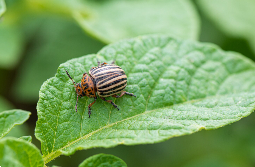 3 простых и эффективных способа вывести колорадских жуков навсегда: проверенные советы от опытного дачника — вредитель будет повержен!