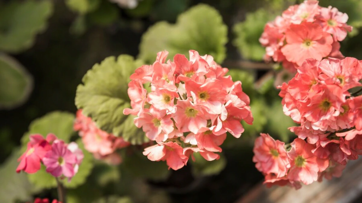 Секрет бабушкиного цветника: невероятная подкормка из привычной крупы — превратите герань в цветущий сад с помощью 1 простого ингредиента