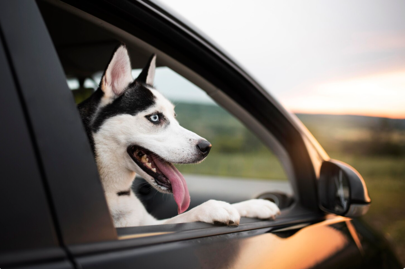 На кону — жизнь питомца: истинная причина, по которой автомобилисты наклеивают эти стикеры