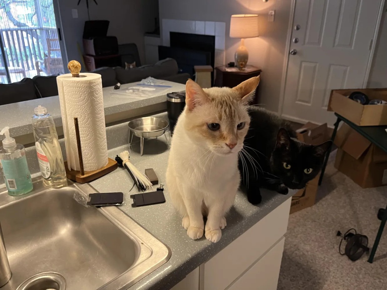 Милая зрительная головоломка: вычислите хитренького питомца — тест на зоркость для любителей котиков