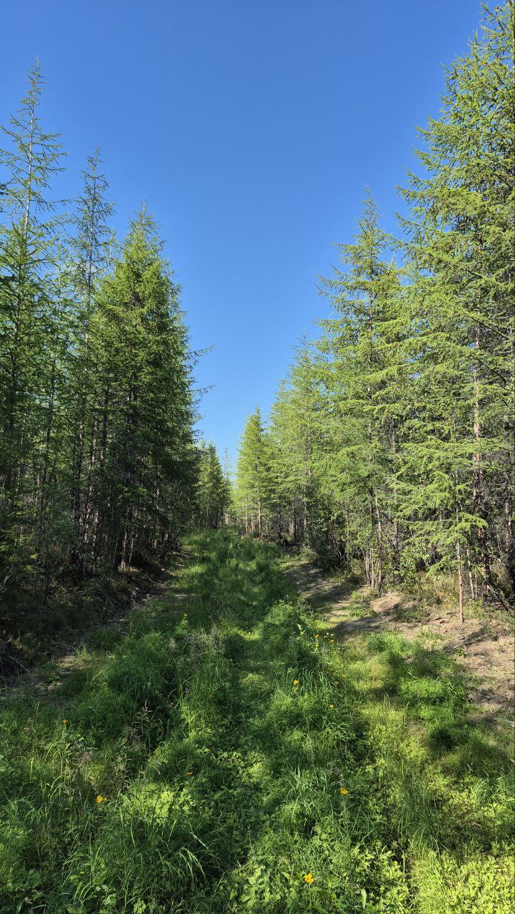 На уничтожение медведей в Среднеколымском районе выехала бригада охотников