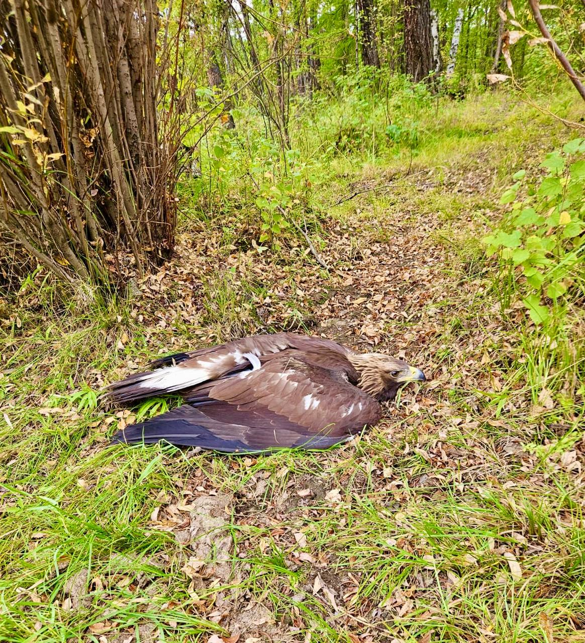 В Хангаласском районе местными жителями спасена редкая краснокнижная птица