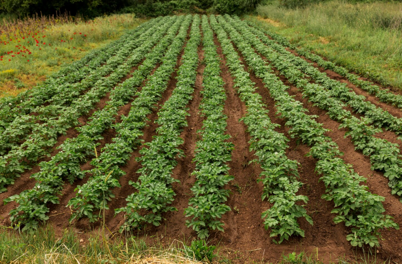 Осень к нам приходит: агроном разбирает 3 важнейших сезонных вопроса от дачников — о соленьях, картофеле и томатах