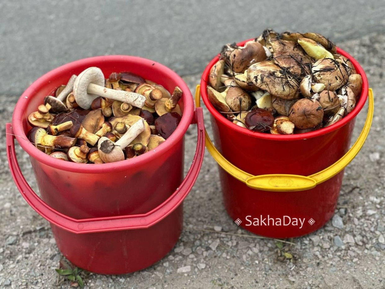 Якутские спасатели утверждают, что грибы – основная причина пропажи человека в лесу