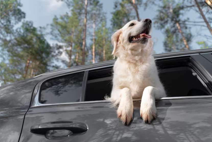 Когда без питомца поездка не в радость: как правильно перевозить животных в автомобиле — незаменимые лайфхаки