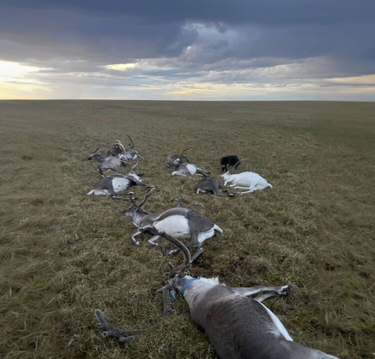 12 оленей погибли от удара молнии в Анабарском улусе