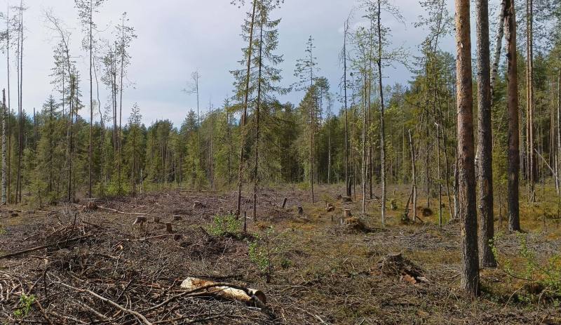 В Верхоянском районе осужден депутат за незаконную рубку лиственниц