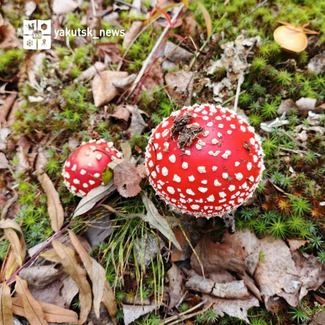 Какие могут быть последствия у поедания мухоморов?