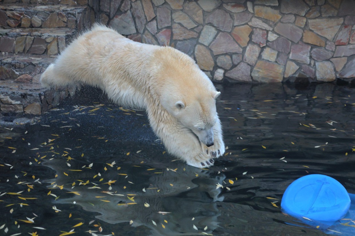 Сидит как зайка. Ленинградский зоопарк впервые показал тренинг белой медведицы Хаарчааны