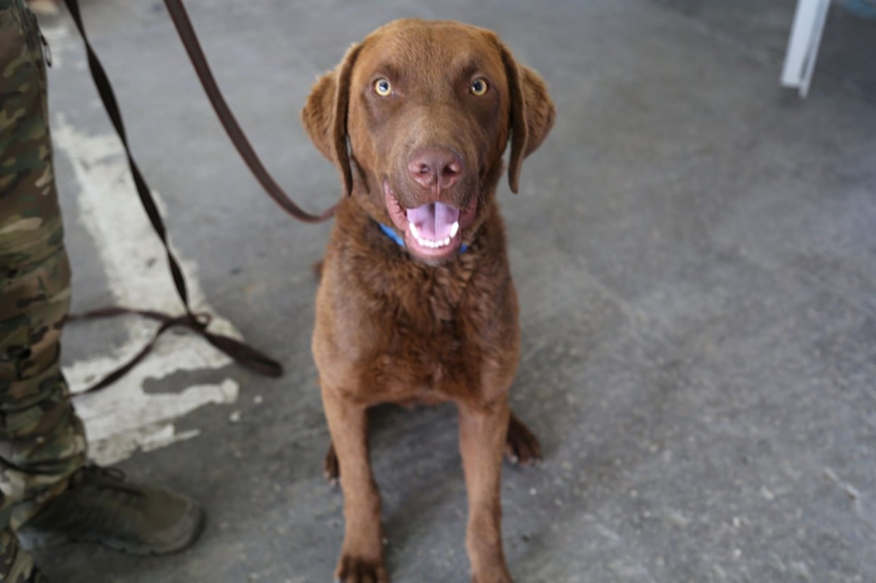 Чесапик-бей-ретривер: Новые собаки в Кинологической службе аэропорта Якутск