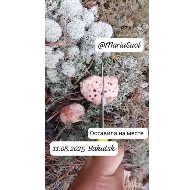 "Грибы с кровью", найденные в якутском лесу, оказались слизевиками