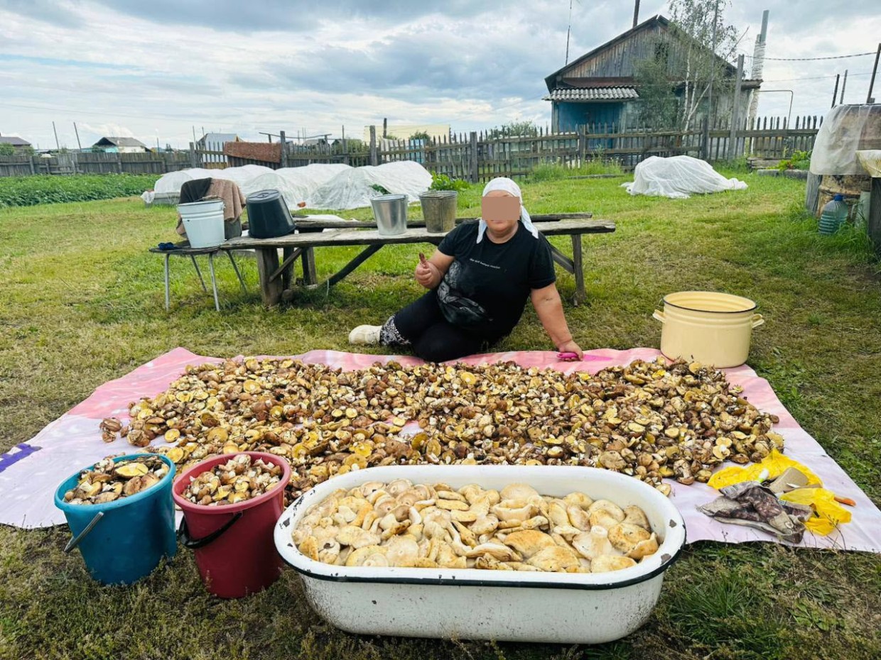 Почему грибов много и это не плохая примета: суеверие vs факты