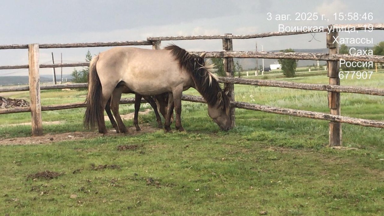 В Якутске приняты меры по отгону безнадзорных лошадей в пункт передержки
