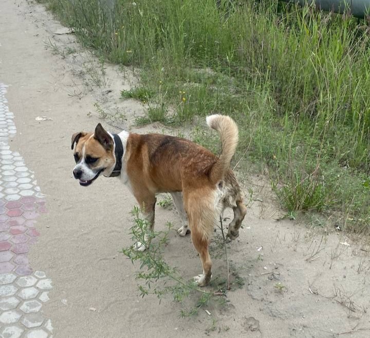 На Якутск приходится половина всех выловленных собак в республике