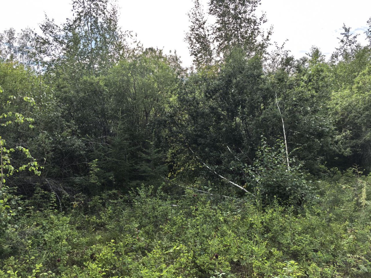 В Якутске ищут Наталью Баишеву, ушедшую 8 августа по грибы