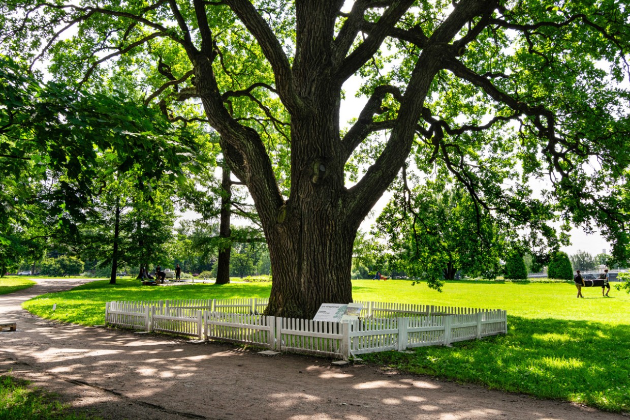 Спасаем деревья от вредителей народными средствами: эффективные методы борьбы с насекомыми — повышают иммунитет и избавляют от бактерий