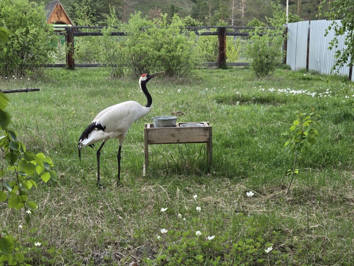Президентские гранты позволят спасти оленей, медведей и стерхов в Якутии