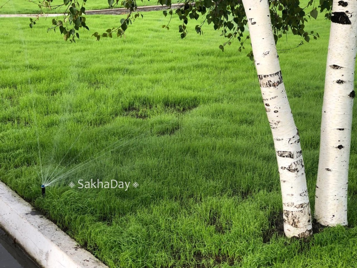 На площади Победы вырастили чудесный газон. Как это удалось?