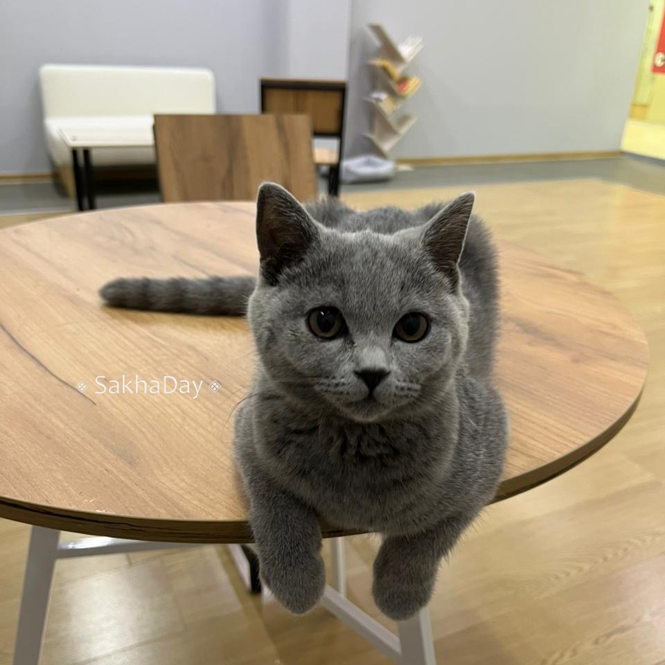 В Якутске открылось первое антикафе с кошками