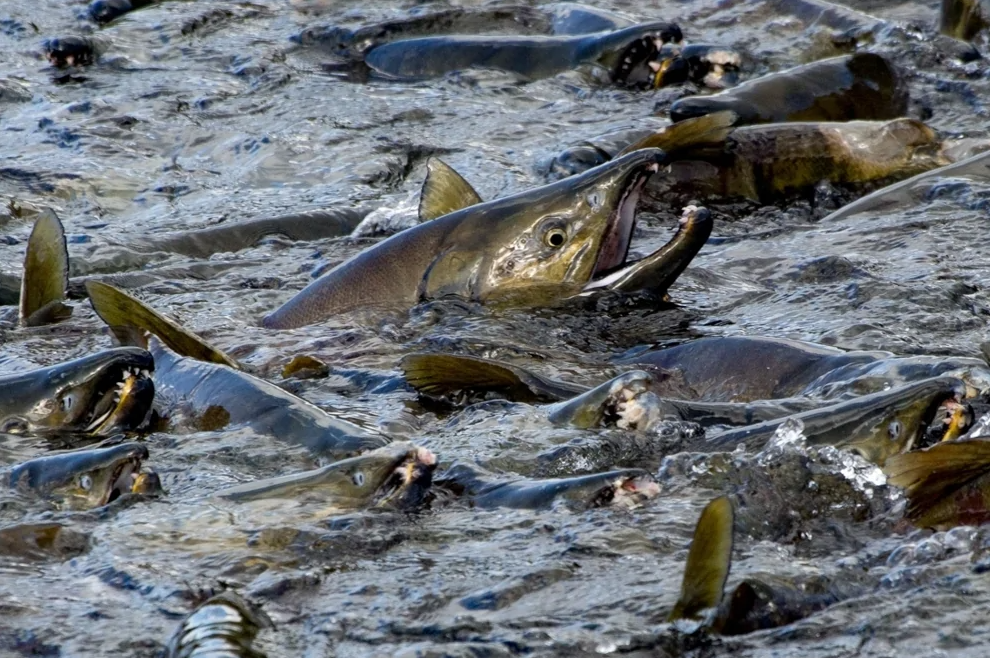 Рыбный кошмар: как под видом качественной рыбы «впаривают» невкусную кету — все дело в ее природных характеристиках