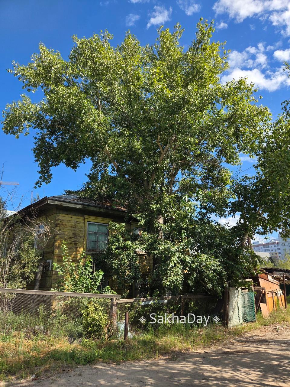 "Готова приковать себя к нему". Горожанка волнуется за судьбу самого большого тополя в Якутске