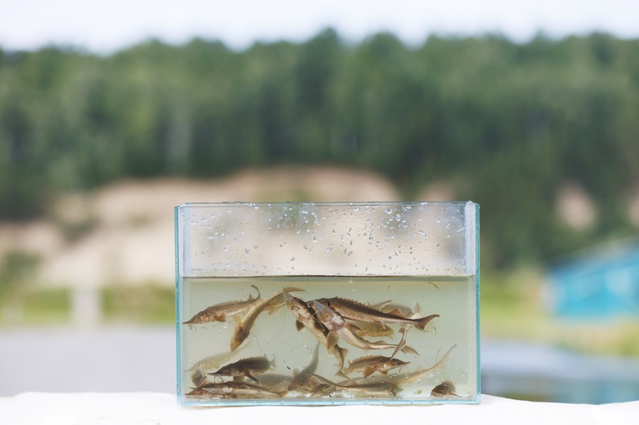 «Газпромнефть-Заполярье» пополнило реки сотнями тысяч мальков осетра