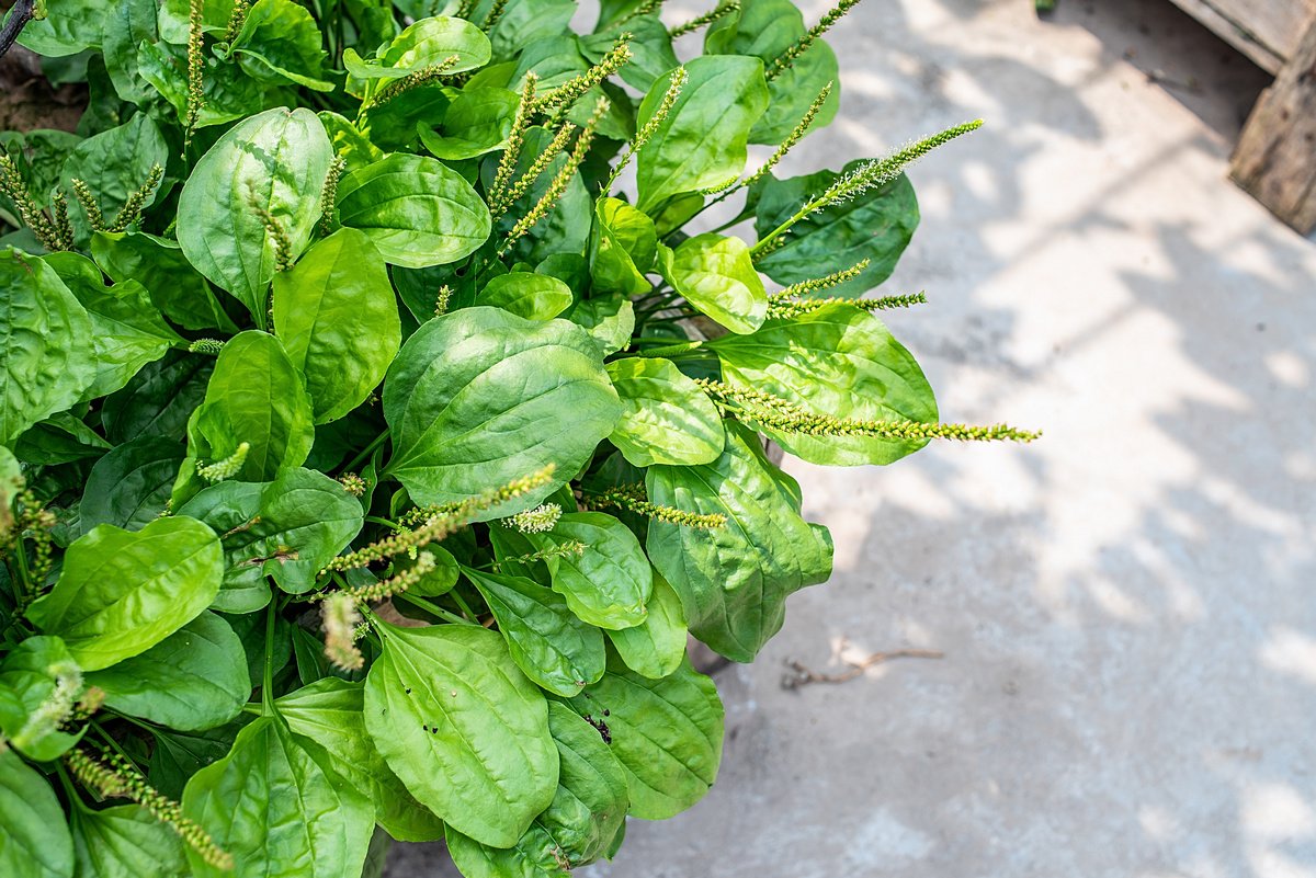 Подорожник приложи: шокирующая правда о том, почему подорожник в саду — это сигнал SOS для вашей почвы