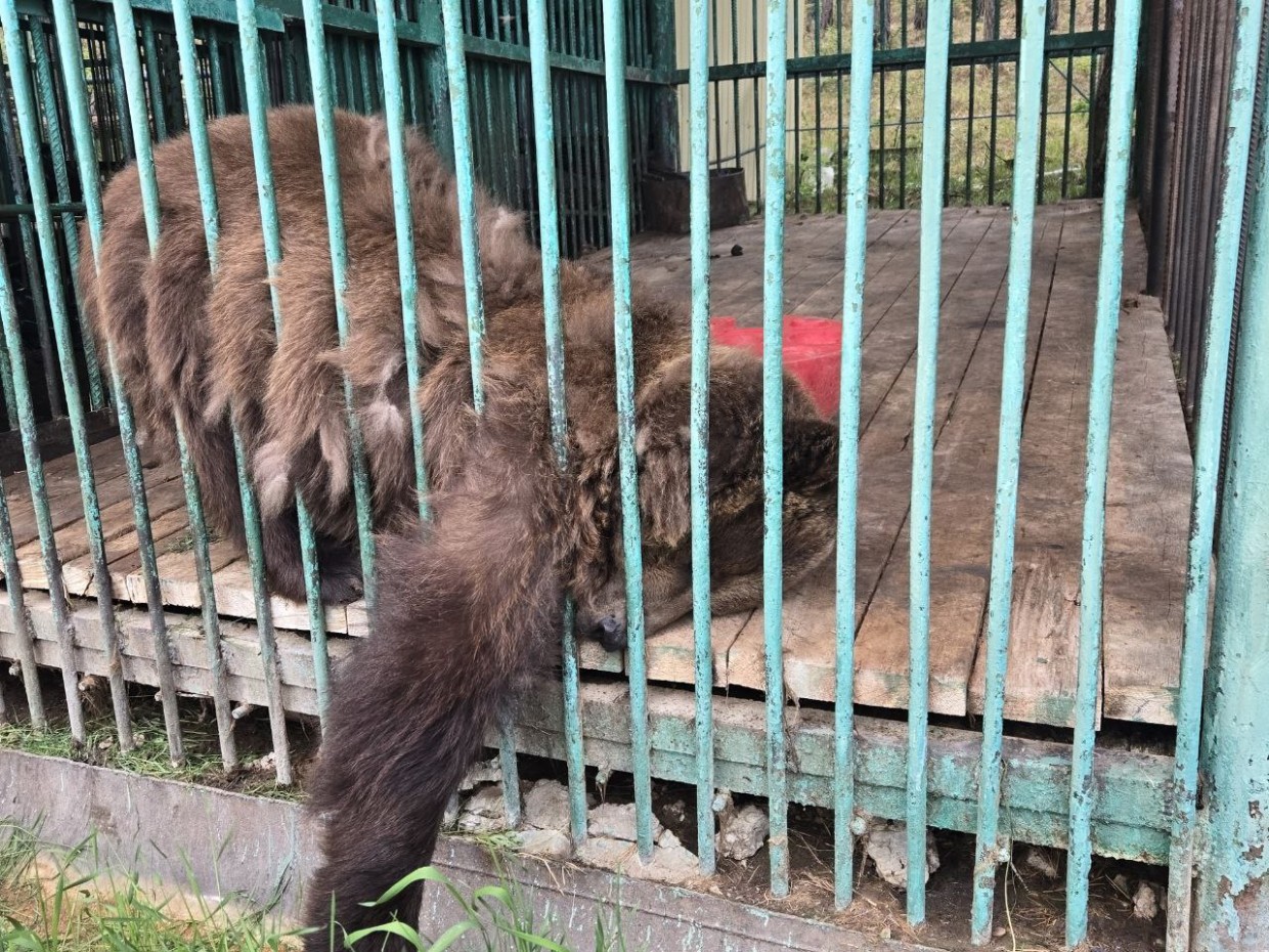 Зоопарк «Орто Дойду» обязали улучшить условия содержания бурых медведей