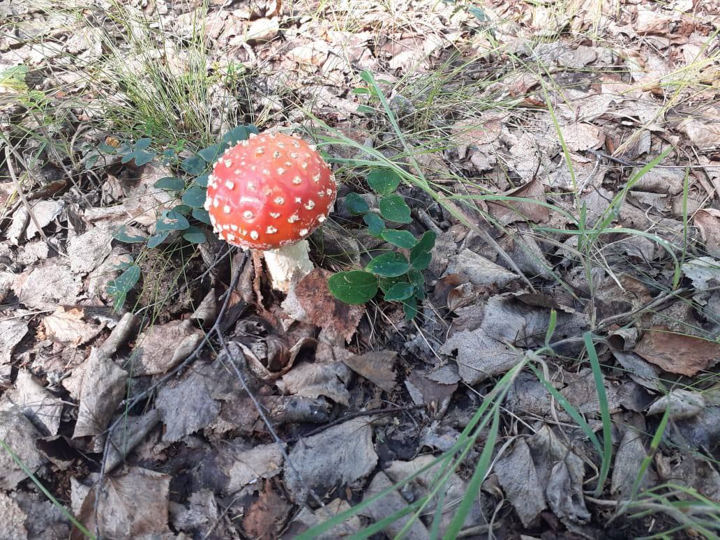 Легально, но смертельно: в Якутске продают ядовитые мухоморы