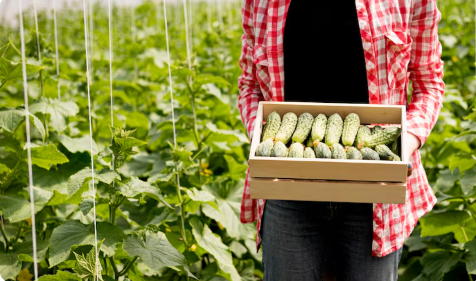 Огурцы вымахают даже в октябре: секретные советы от знатока — проверено 25-летним опытом