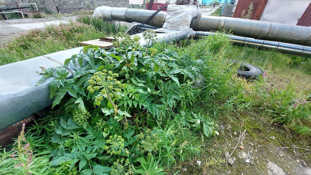 Вредоносный борщевик распространяется по Арктике