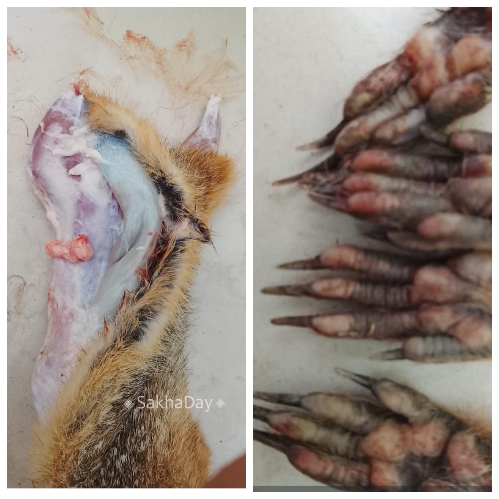 «Пробовали евражек с других деревень, но вкус не тот». В якутской деревне едят грызунов с детства